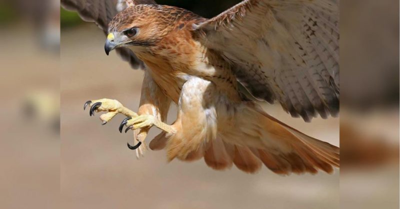 Общество: Жуткий случай в Эфиопии: огромный орел насмерть заклевал ребенка