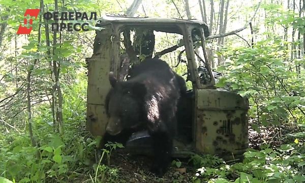 Общество: Приморский медведь попробовал себя в роли дальнобойщика