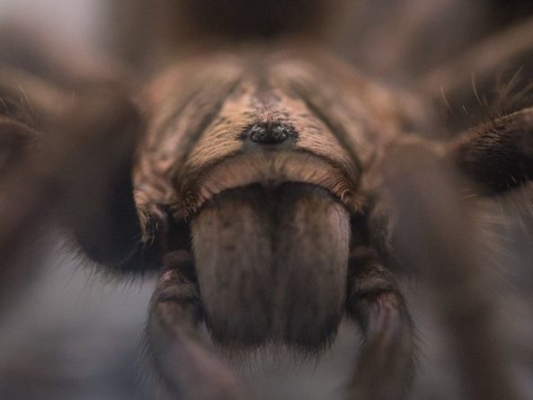 Общество: Британцы пожаловались на нашествие пауков