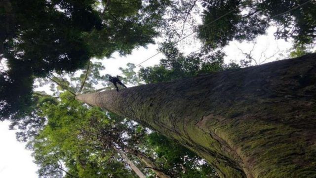 Общество: Обнаружено самое большое дерево в мире