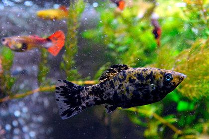 Общество: Крошечной аквариумной рыбке вырезали раковую опухоль