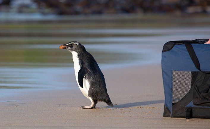 Общество: The Guardian (Великобритания): крошечный пингвин проплыл расстояние от Новой Зеландии до Австралии