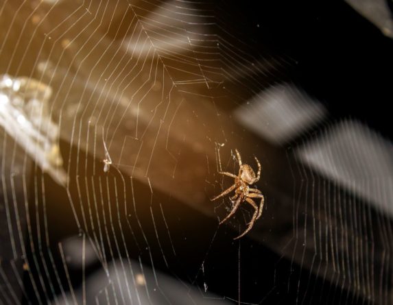 Общество: Жители Великобритании жалуются на нашествие пауков