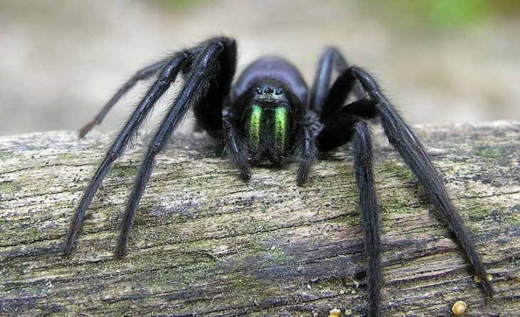 Общество: Британец обнаружил огромного паука с зелеными челюстями у себя в офисе