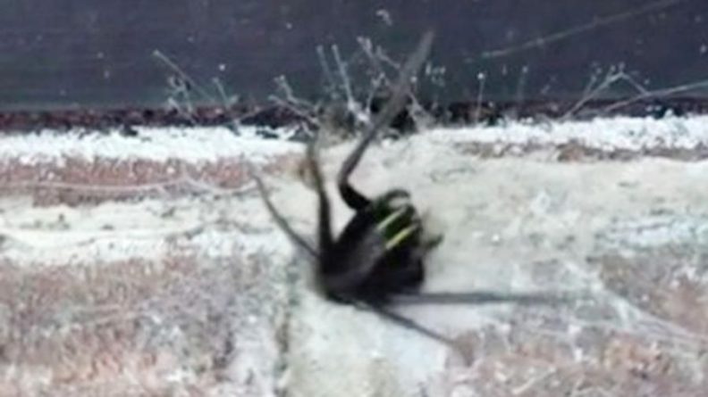 Общество: В Британии мужчина нашел в стене офиса паука со светящимися челюстями