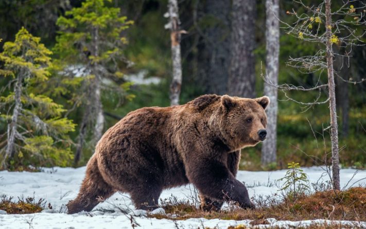 Общество: В Канаде медведи гризли вышли на шоссе и устроили схватку