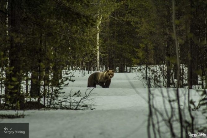 Общество: Схватка двух свирепых медведей гризли на шоссе в Канаде попала на видео
