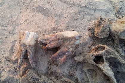 Общество: Пятилетний россиянин играл в палеонтолога и нашел кости вымершего носорога