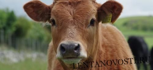 Общество: В Канаде думают, как повысить производство говядины с меньшими выбросами метана от коров