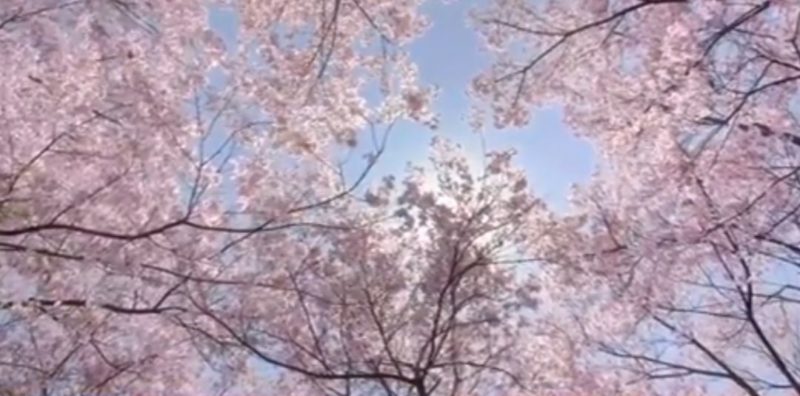 Сакура с начинкой атома 29092019 Общество: Сакура с начинкой атома