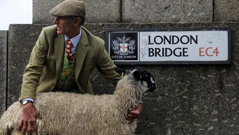 Общество: Овцы прогулялись по Лондонскому мосту