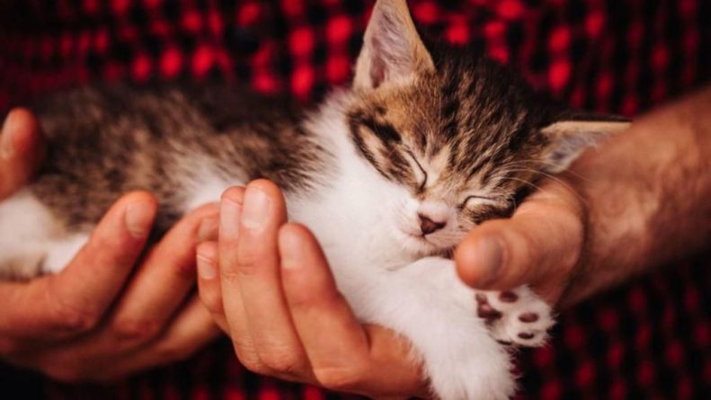 Общество: Британское правительство предлагает  принудительно чипировать всех кошек в стране