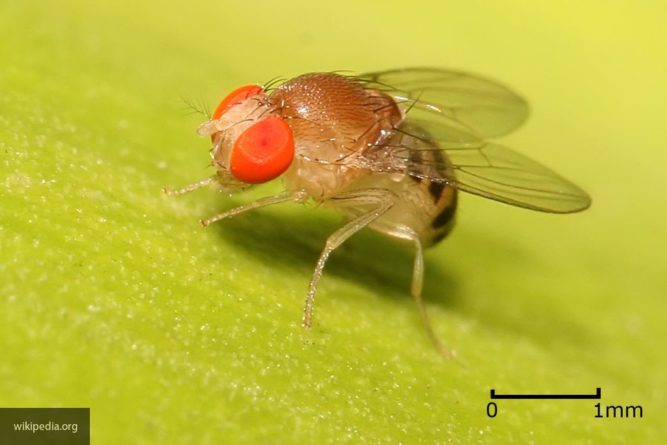 Общество: Ученые смогли значительно продлить жизнь мухам-дрозофилам