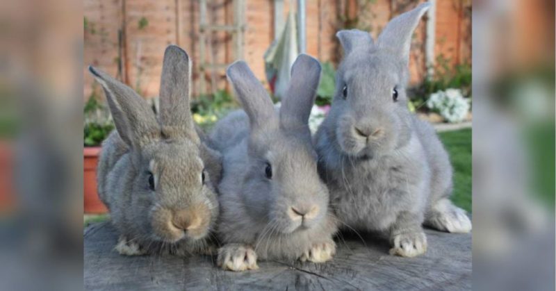 Общество: Ученые разгадали тайну женского оргазма при помощи кроликов