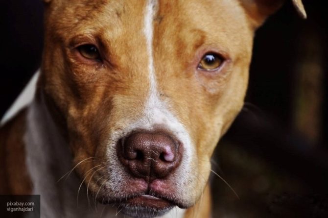 Общество: В Британии россиянин признался, что убил родителей из-за собаки