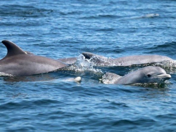Общество: Дельфины вернулись в реку Потомак