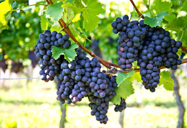Общество: Стало известно, как виноград помогает в омоложении