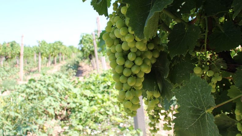 Общество: Ученые перечислили полезные свойства винограда