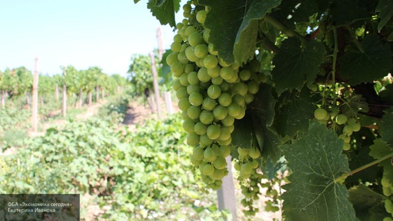Общество: Медики раскрыли полезные свойства винограда
