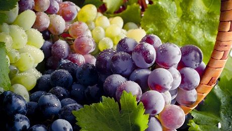 Общество: Стало известно, какими полезными свойствами обладает виноград