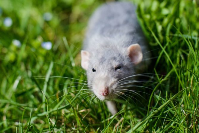 Общество: Крысы придут в британские дома с первыми холодами