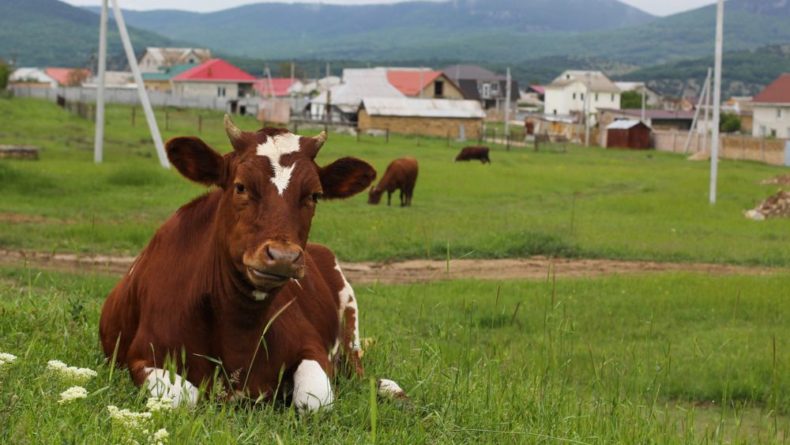 Общество: Первая клонированная корова скончалась в Японии от старости