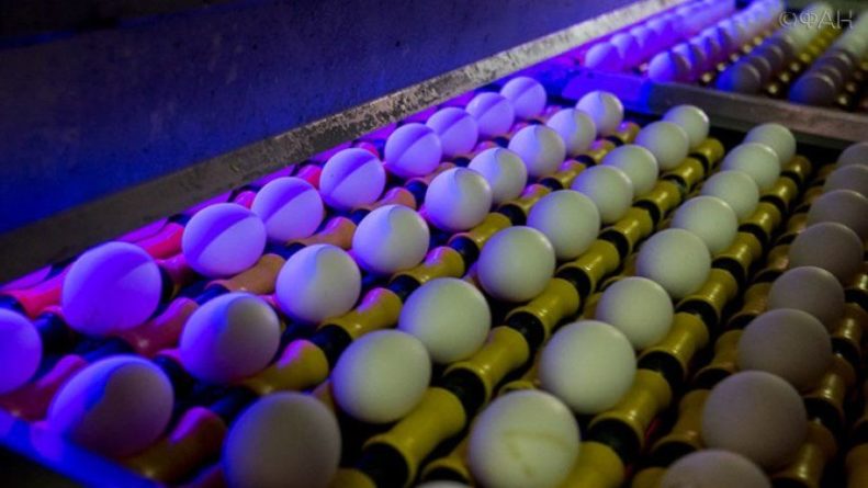 Общество: Звездный диетолог объяснила, почему нельзя употреблять в пищу много яиц