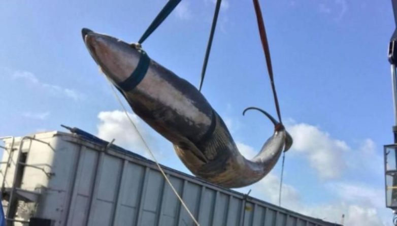 Общество: Из Темзы выловили десятиметрового мертвого кита