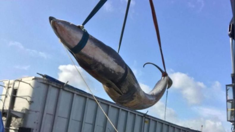 Общество: В Темзе выловили еще одного мертвого кита