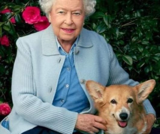 Общество: Любимый пес королевы Великобритании служит в нижегородском МВД