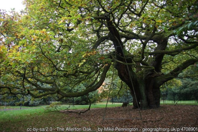 Общество: Ливерпульский дуб стал «Деревом года» в Англии