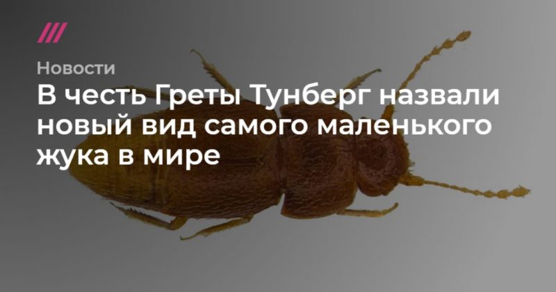 Общество: В честь Греты Тунберг назвали новый вид самого маленького жука в мире