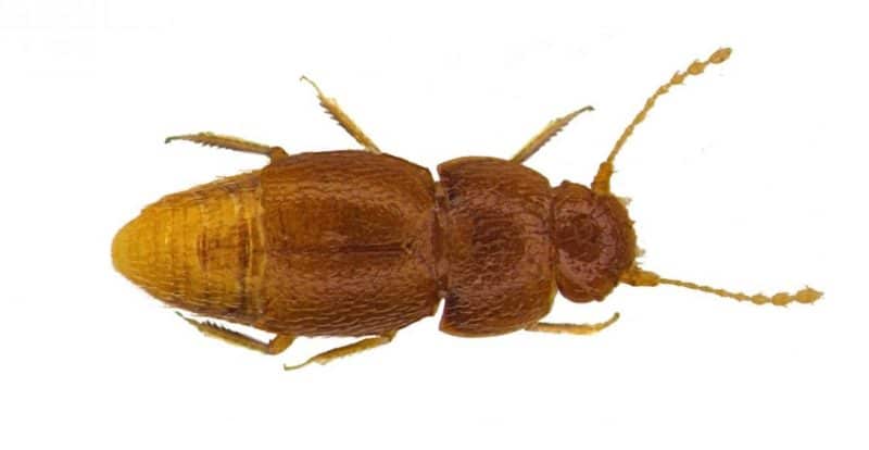 Общество: В честь Греты Тунберг назвали вид самых маленьких жуков в мире
