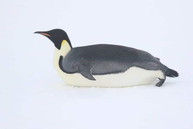 Общество: На станцию Академик Вернадский к украинским полярникам пришел пингвин (ФОТО)