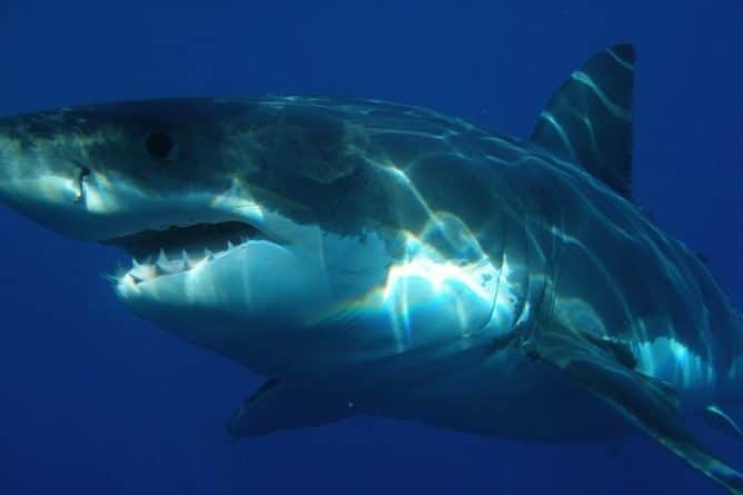 Общество: Акула напала на британских туристов в Австралии и откусила ступню
