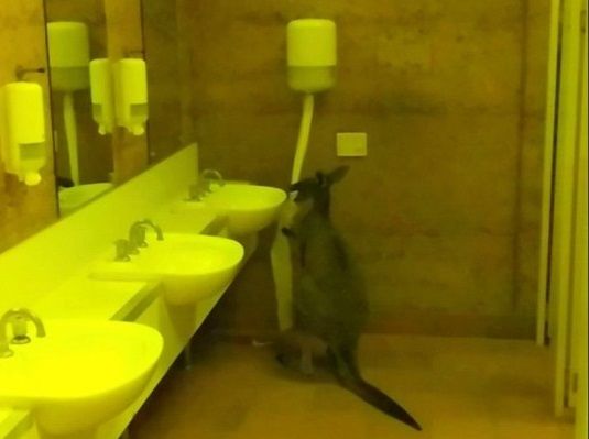 Общество: Туристов шокировали кенгуру, поедающие туалетную бумагу