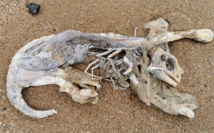 Общество: Пользователей Сети озадачило фото существа, которого вынесло на берег