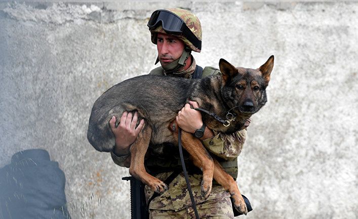 Общество: Sasapost (Египет): пять самых отважных военных собак — среди них «собака аль-Багдади»