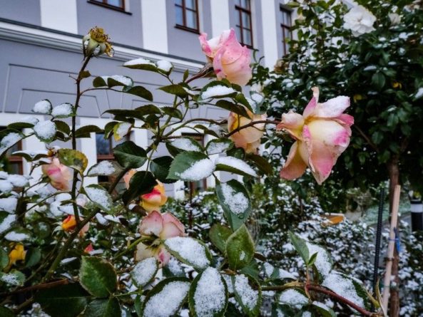 Общество: Синоптики пообещали россиянам «розовую» зиму