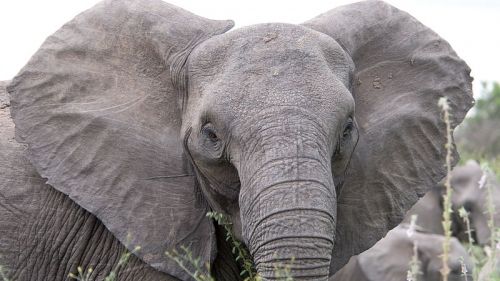 Общество: В Намибии слон насмерть затоптал туриста - Cursorinfo: главные новости Израиля