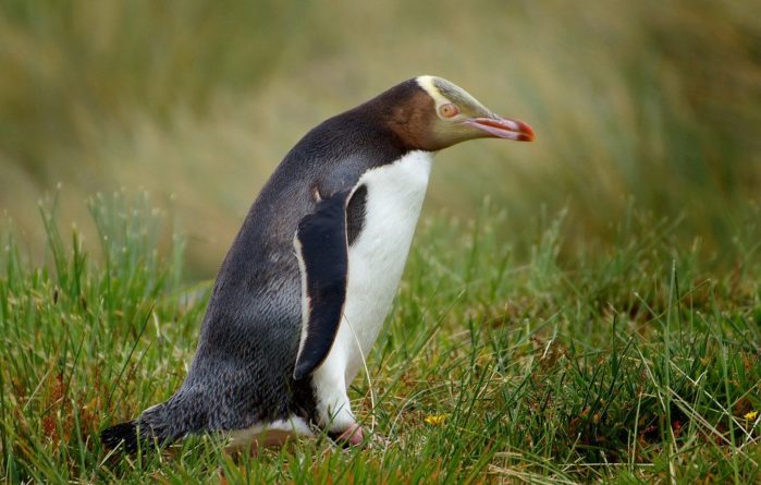 Общество: В Новой Зеландии Великолепный пингвин (Megadyptes antipodes) стал птицей года — видео