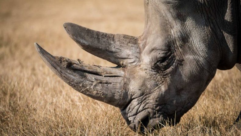 Общество: Ученые создали искусственный носорожий рог
