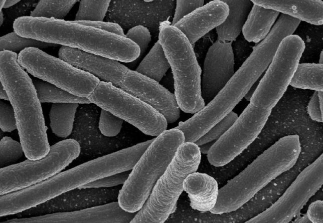 Общество: Представлена маслопоедающая бактерия нового типа