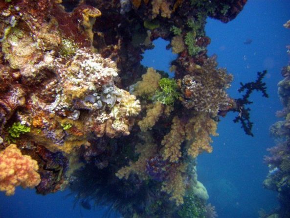 Общество: Новая болезнь кораллов обнаружена в Тихом океане
