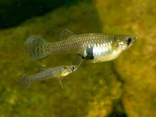 Общество: Попавшие в воду антидепрессанты влияют на поведение рыб