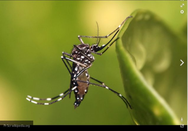 Общество: Комары становятся устойчивыми к защитным средствам против насекомых