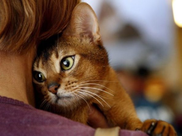 Общество: Как кошки лечат болезни и снимают стресс: уникальные факты