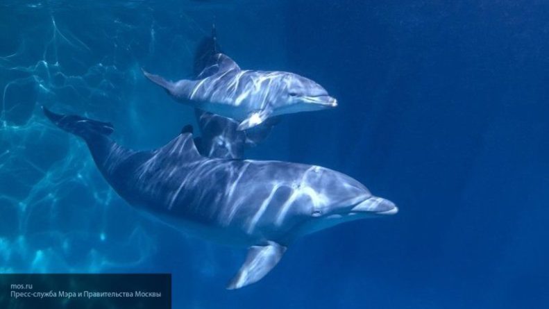 Общество: Дельфины едва не утопили десятилетнего ребенка в Мексике