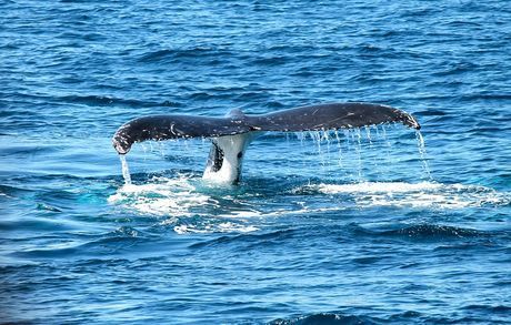 Общество: В Лондоне на берег Темзы выбросило кита