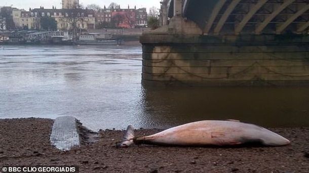 Общество: В Лондоне на берег выбросило кита - Cursorinfo: главные новости Израиля